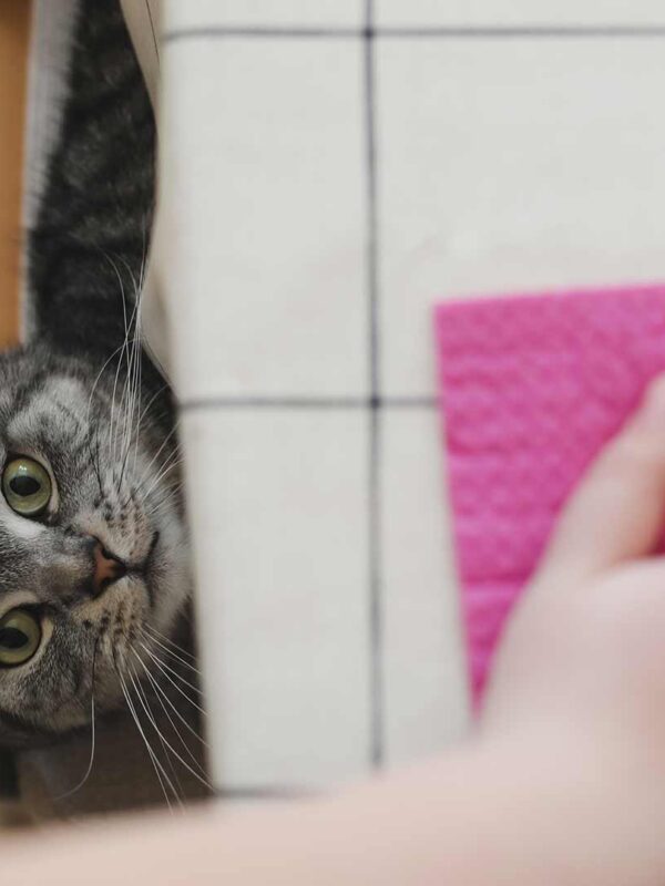 Clavis - Housekeeping