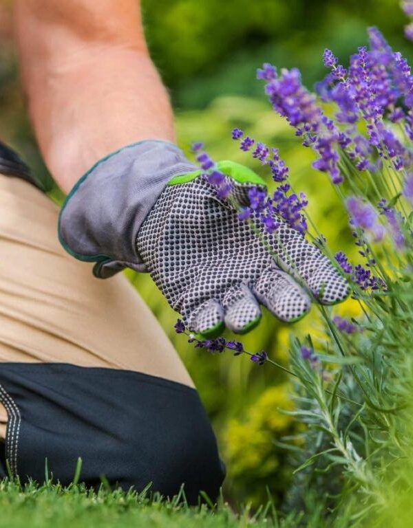 Clavis - Garden Services